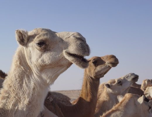 Acertijo #10 de Acertijos Para Ti: Los 35 camellos