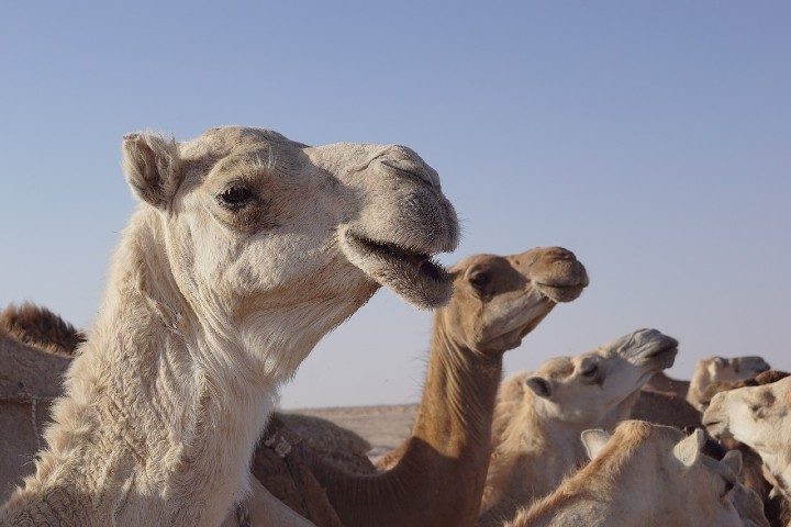 Acertijo #10 de Acertijos Para Ti: Los 35 camellos
