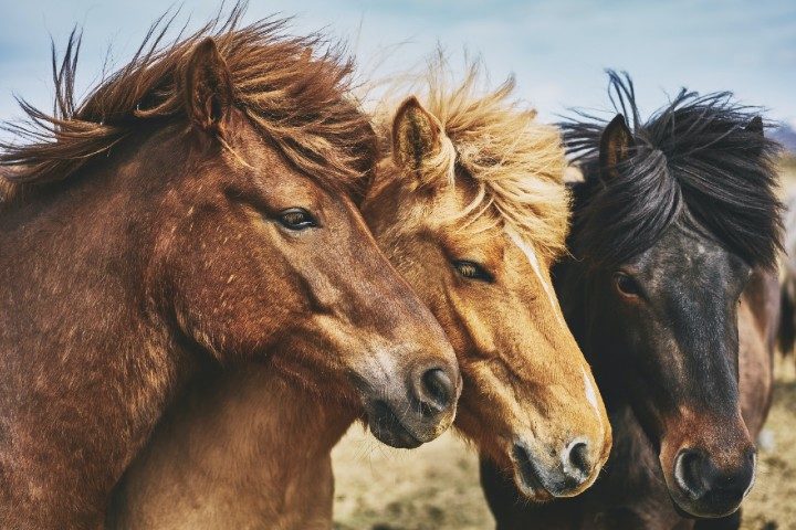 Acertijo #17 de Acertijos Para Ti: Un problema de caballos